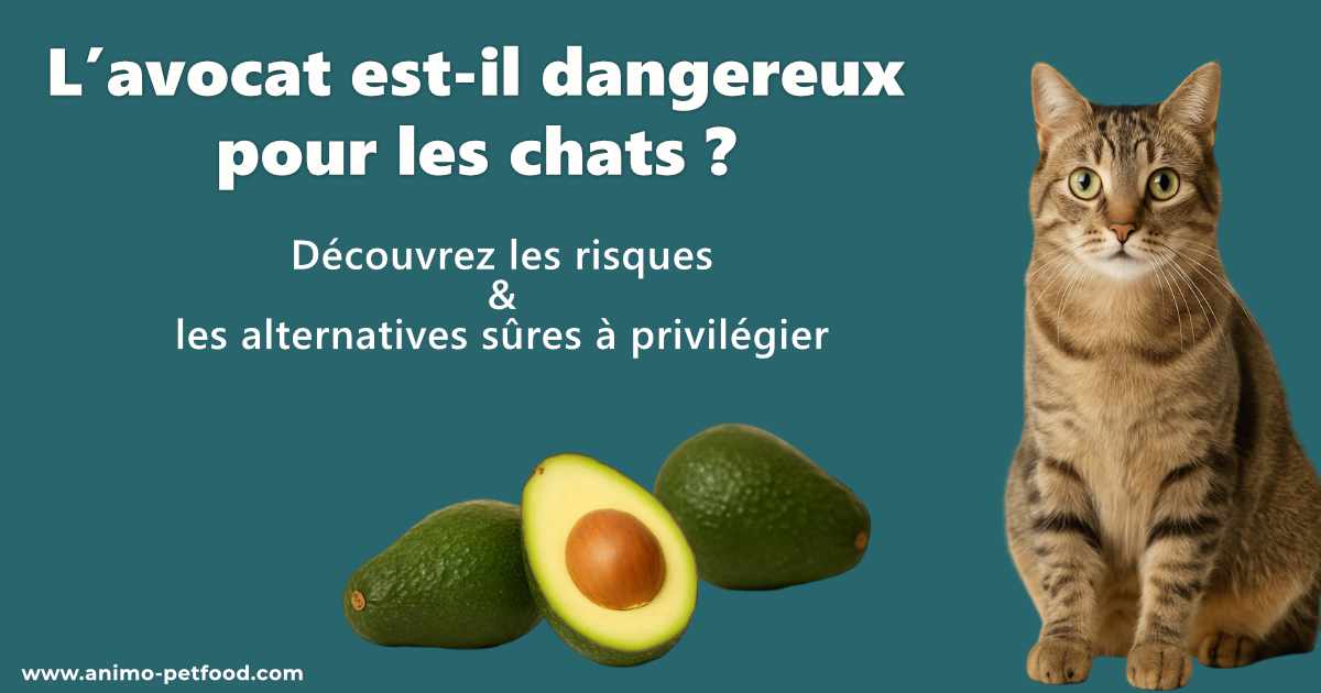 Les dangers de l’avocat pour les chats et les solutions sûres à connaître.